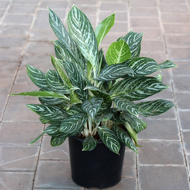 'Gold Madonna' Chinese Evergreen