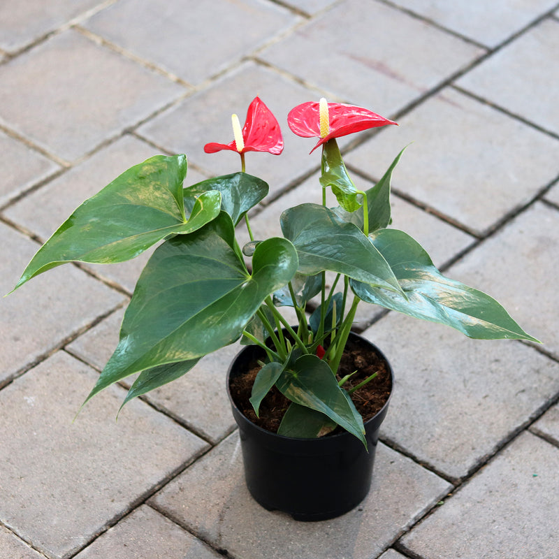 anthurium red flamingo plant Flamingo Flower – Ray Wiegand's Nursery & Garden Center