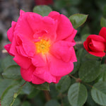 Highwire Flyer Climbing Rose