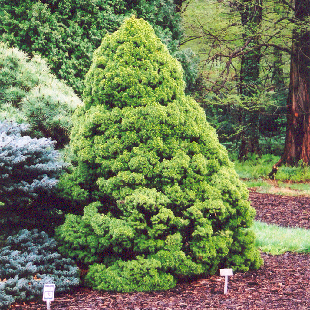 Dwarf Alberta Spruce