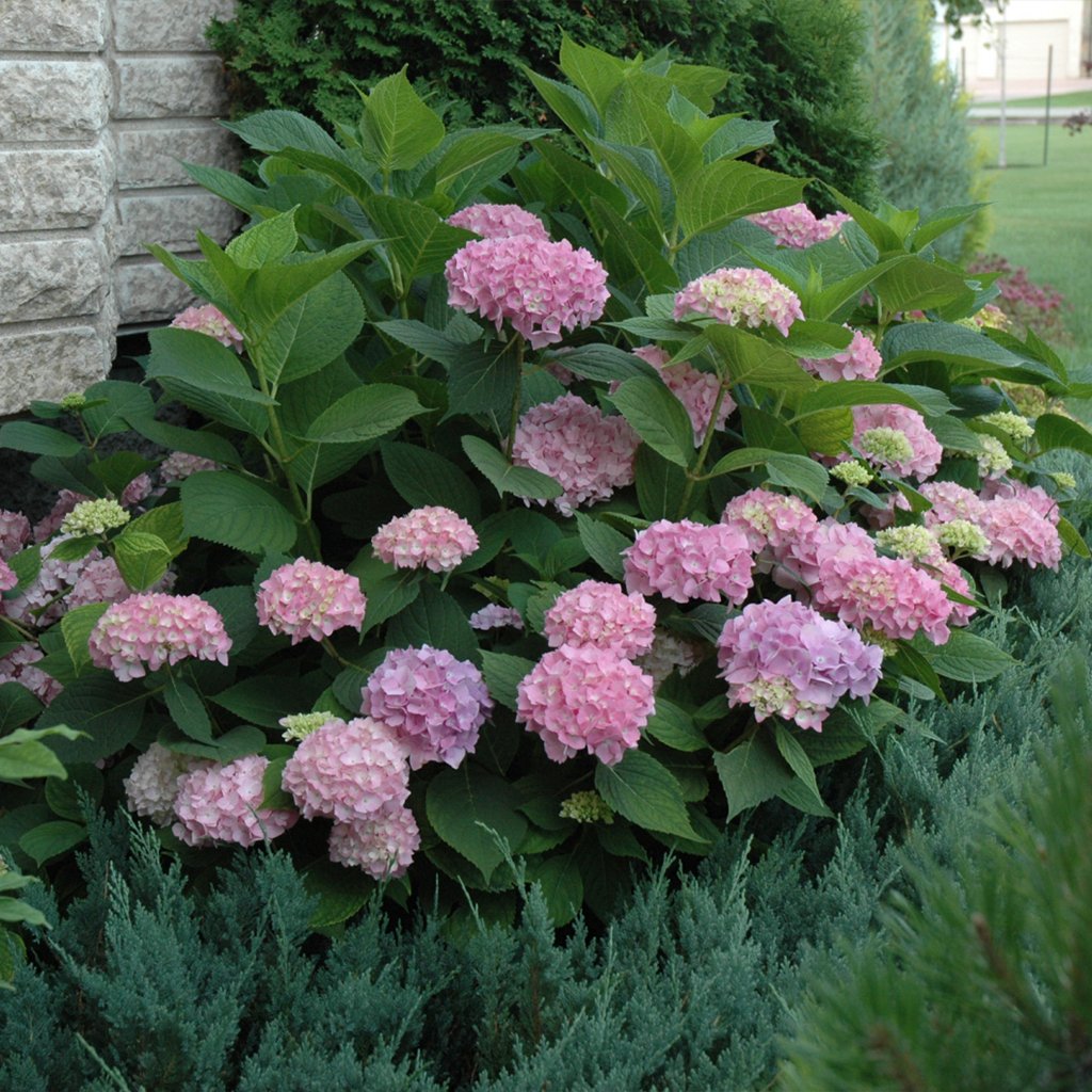 Endless Summer Bigleaf Hydrangea