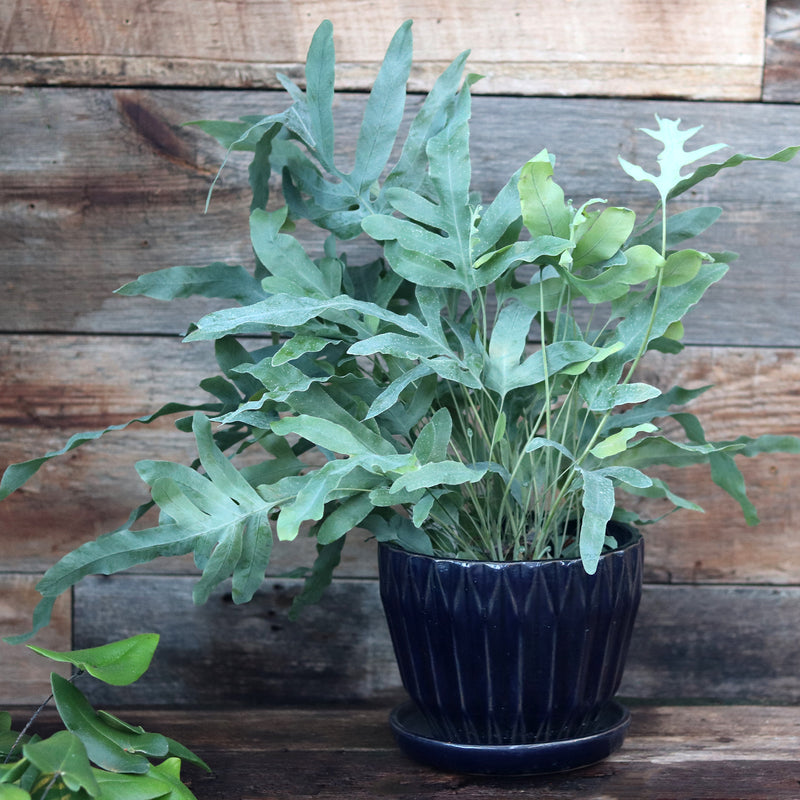 blue star fern fertilizer Blue Star Fern – Ray Wiegand's Nursery & Garden Center