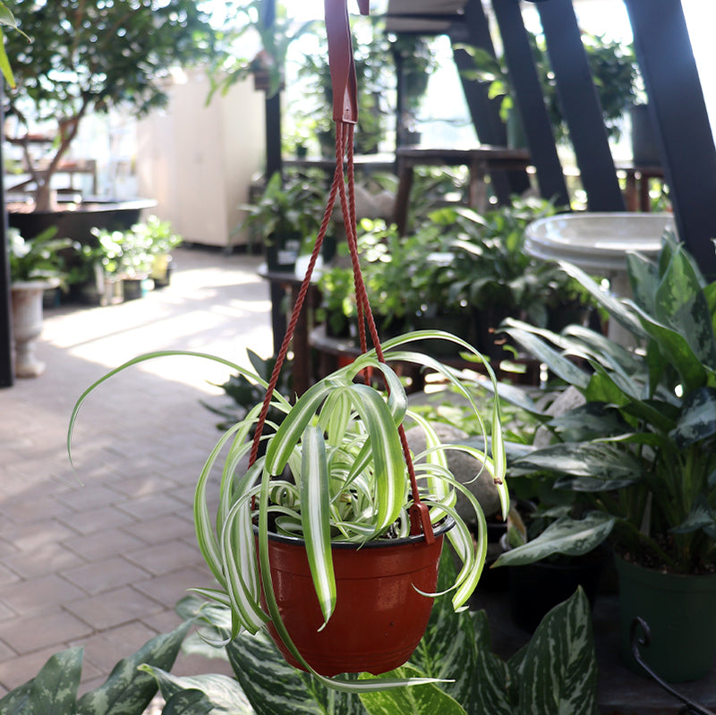 hanging spider plant indoors Spider Plant Hanging Basket – Ray Wiegand's Nursery & Garden Center