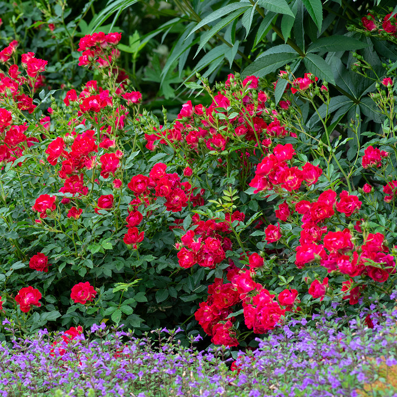 The Red Drift Rose Tree