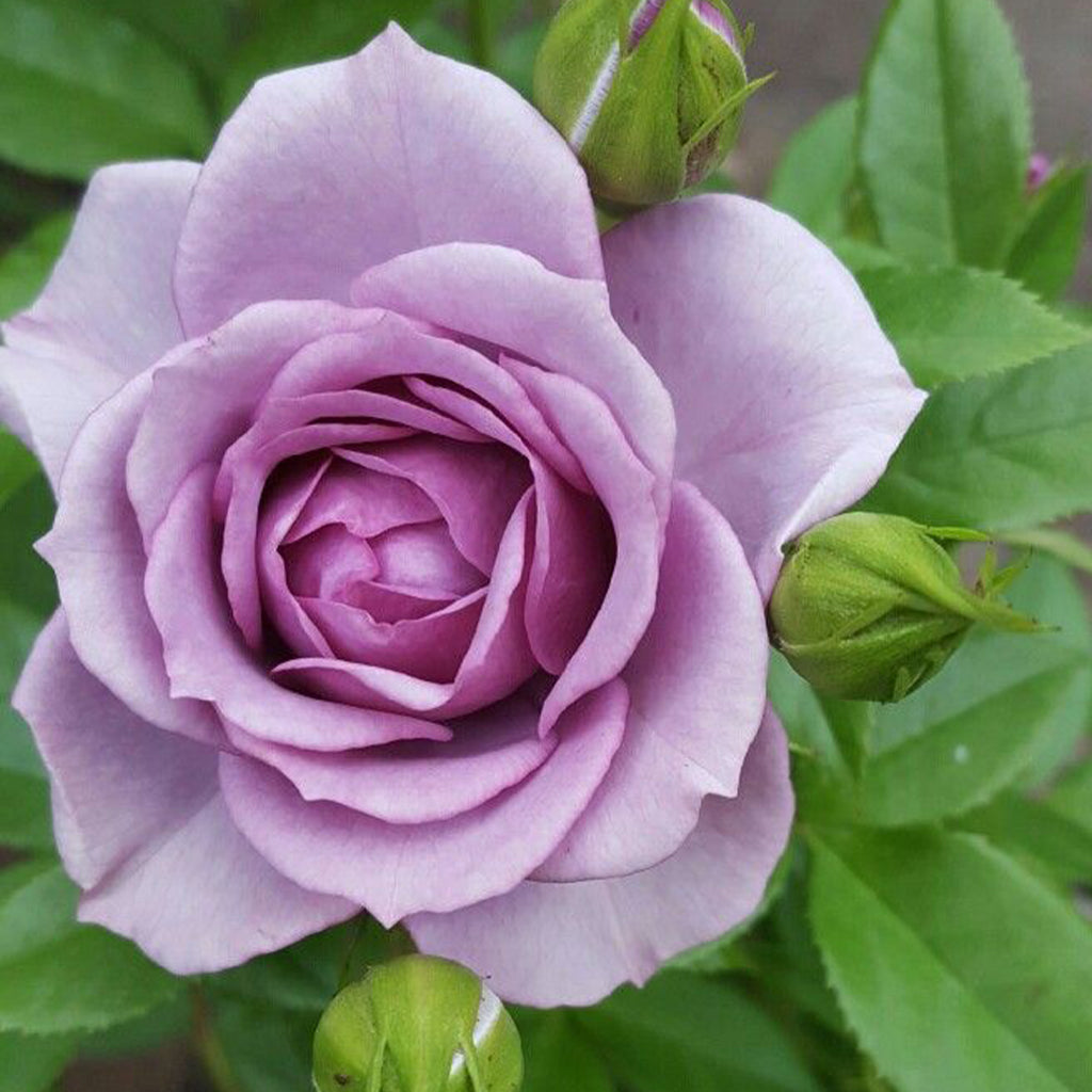 Lavender Veranda Floribunda Rose