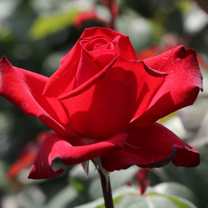 Grande Amore Eleganza Hybrid Tea Rose