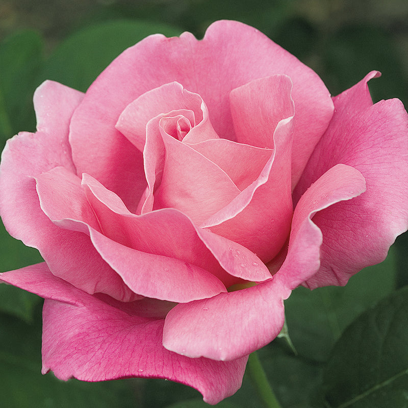 Perfume Delight Hybrid Tea Rose