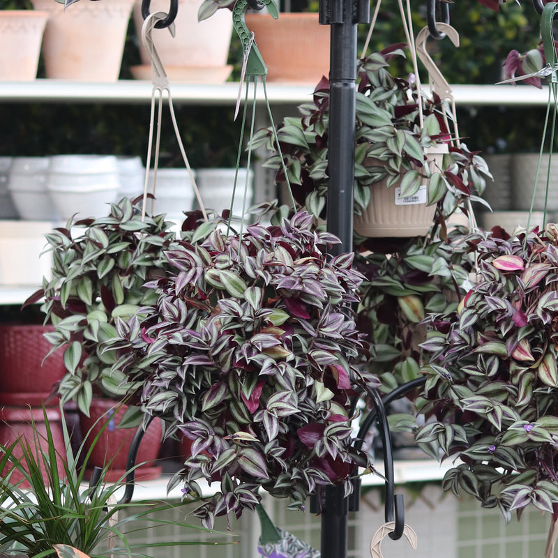 zebrina hanging plant Wandering Jew – Ray Wiegand's Nursery & Garden Center