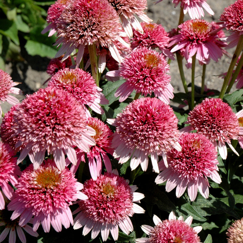 Butterfly Kisses Coneflower Ray Wiegand's Nursery & Garden Center
