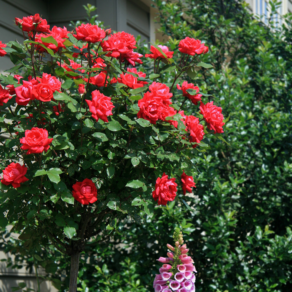 The Double Knock Out 36" Tree Rose