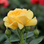 Julia Child™ Floribunda Tree Rose 24"