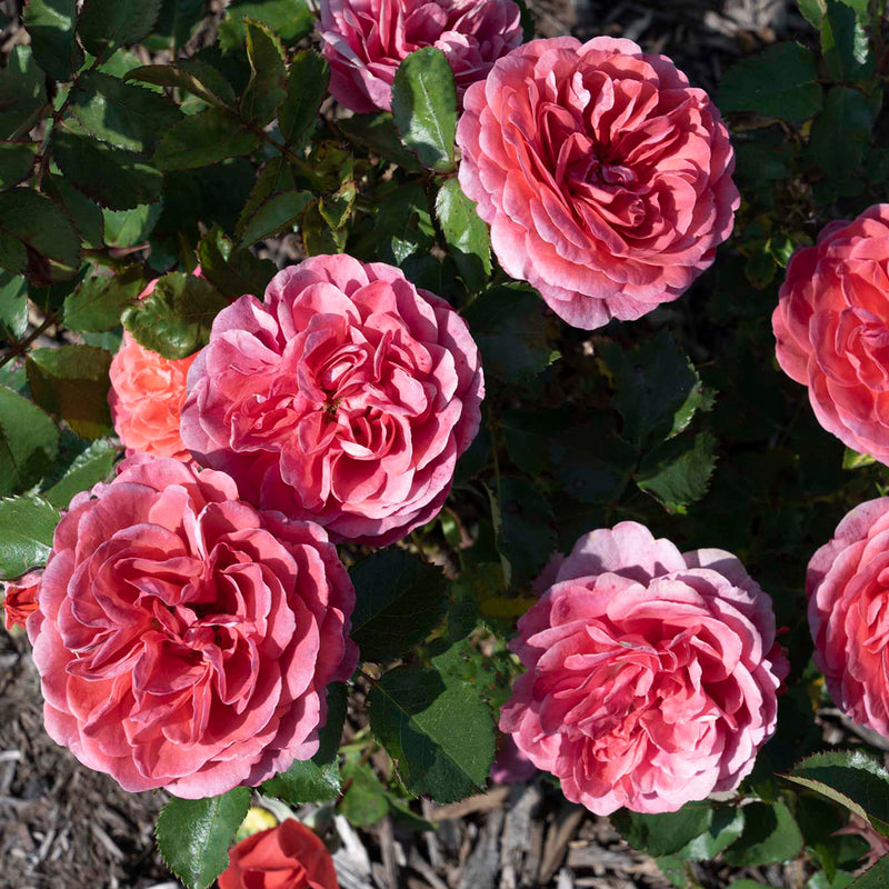 Desert Sky™ Floribunda Rose