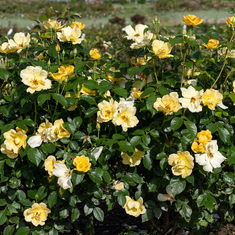 The Easy Bee-zy™ Knock Out® Shrub Rose