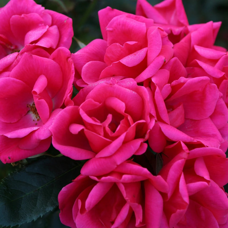 Kolorscape® Flamingo™ Rose