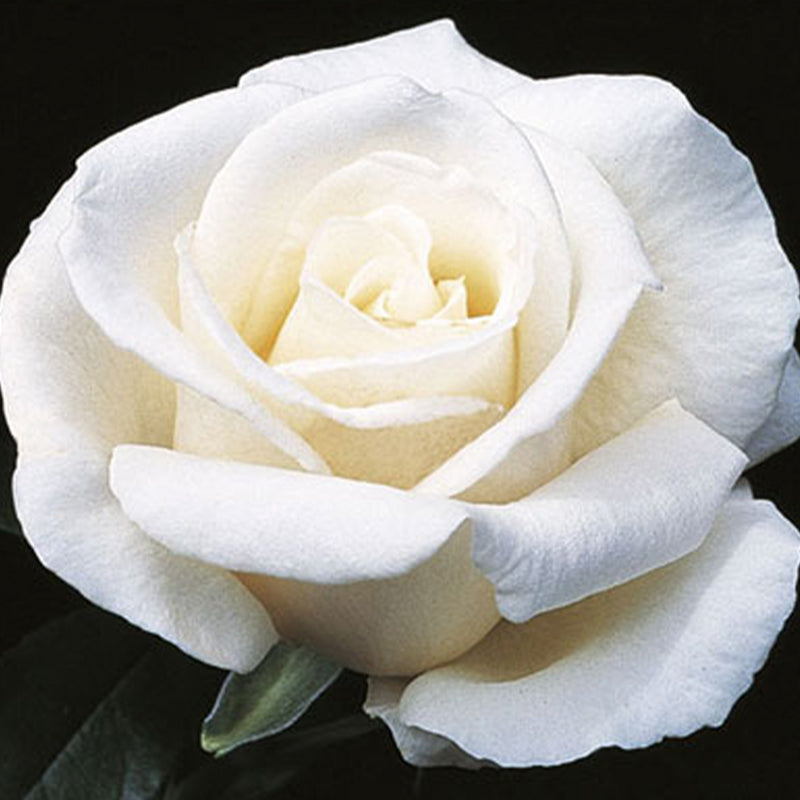 Full Sail Hybrid Tea Rose