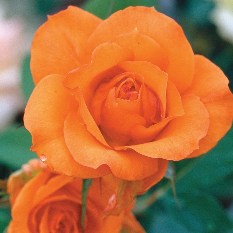 Gingersnap Floribunda Rose