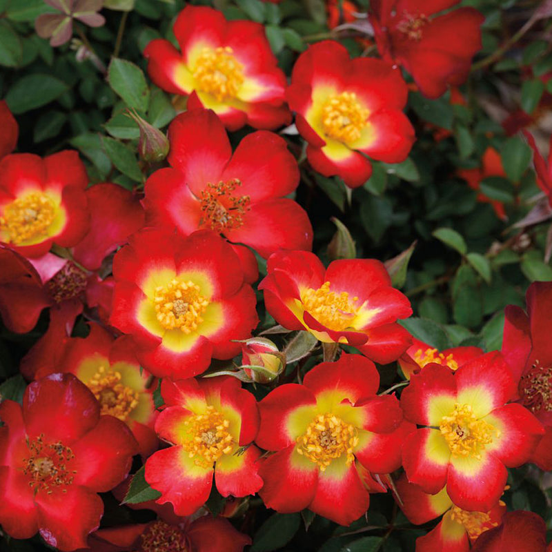 Playful Happy Trails™ Shrub Rose