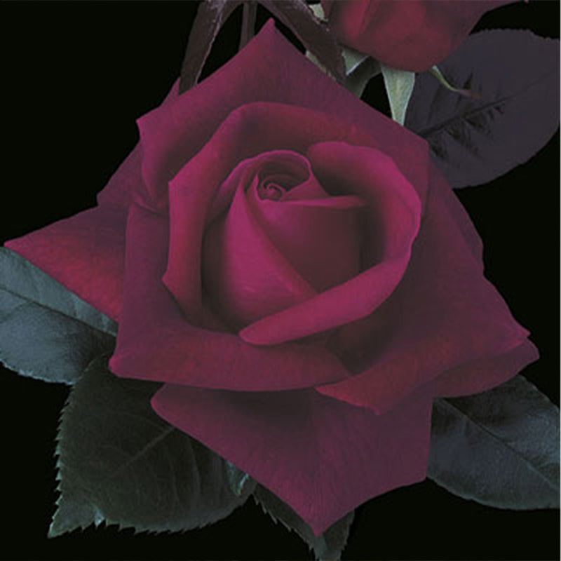 Lasting Love™ Hybrid Tea Rose