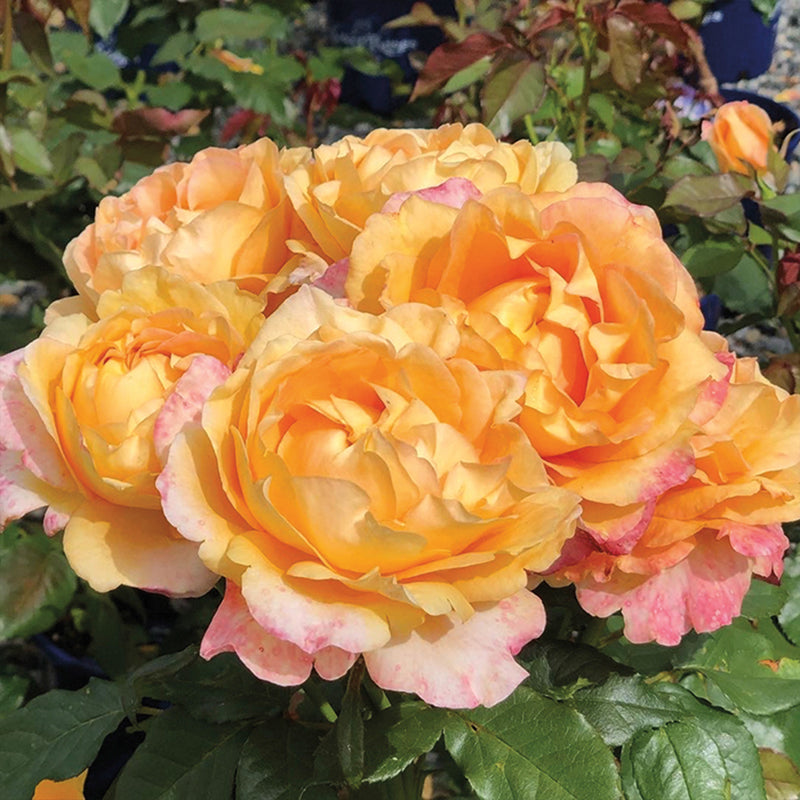 Maui Sunrise™ Hybrid Tea Rose