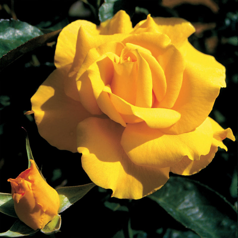 Midas Touch™ Hybrid Tea Rose