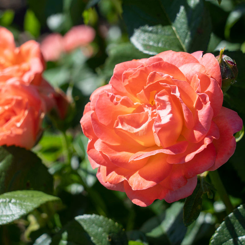 The Orange Glow™ Knock Out™ Shrub Rose