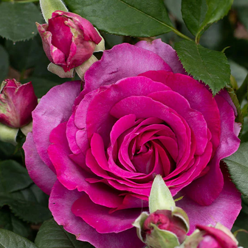 Perfume Factory™ Hybrid Tea Rose