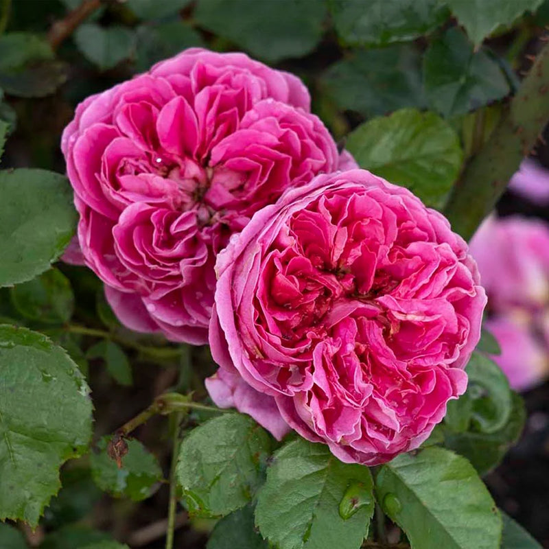 Powerpuff Pink® Floribunda Rose