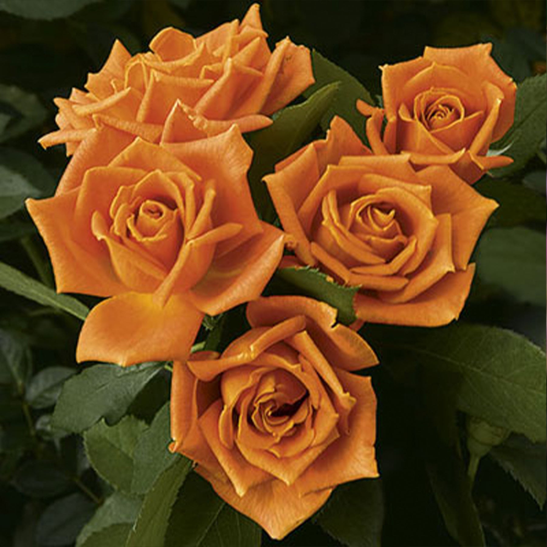 Kin Poloold Roses Pumpkin Patch™ Floribunda Rose – Ray Wiegand's Nursery & Garden Center