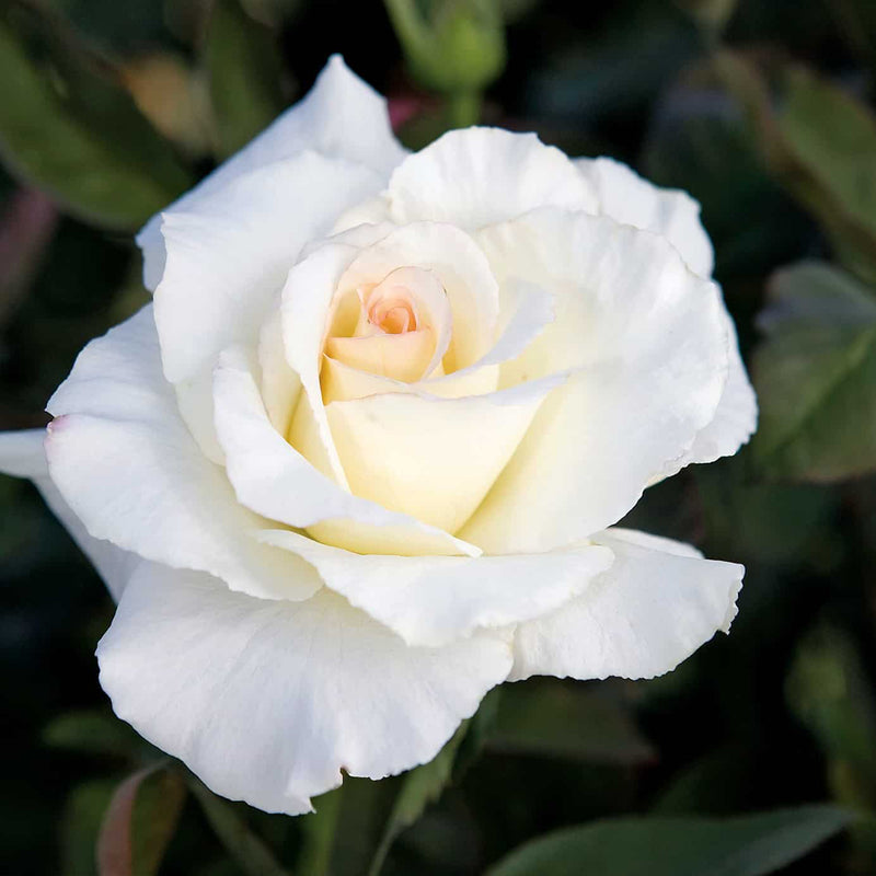 Secret's Out!™ Hybrid Tea Rose