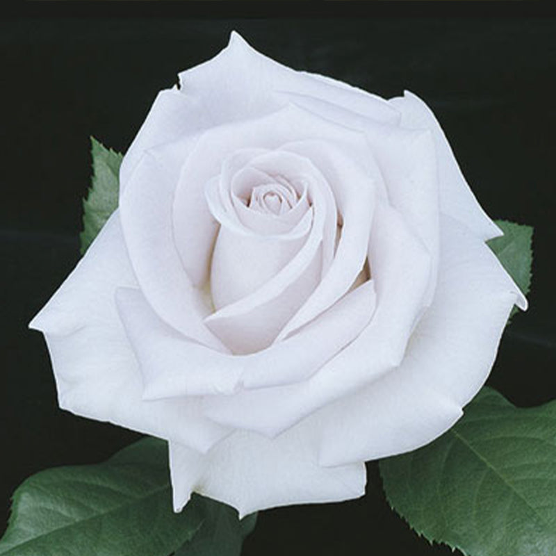 Stainless Steel™ Hybrid Tea Rose