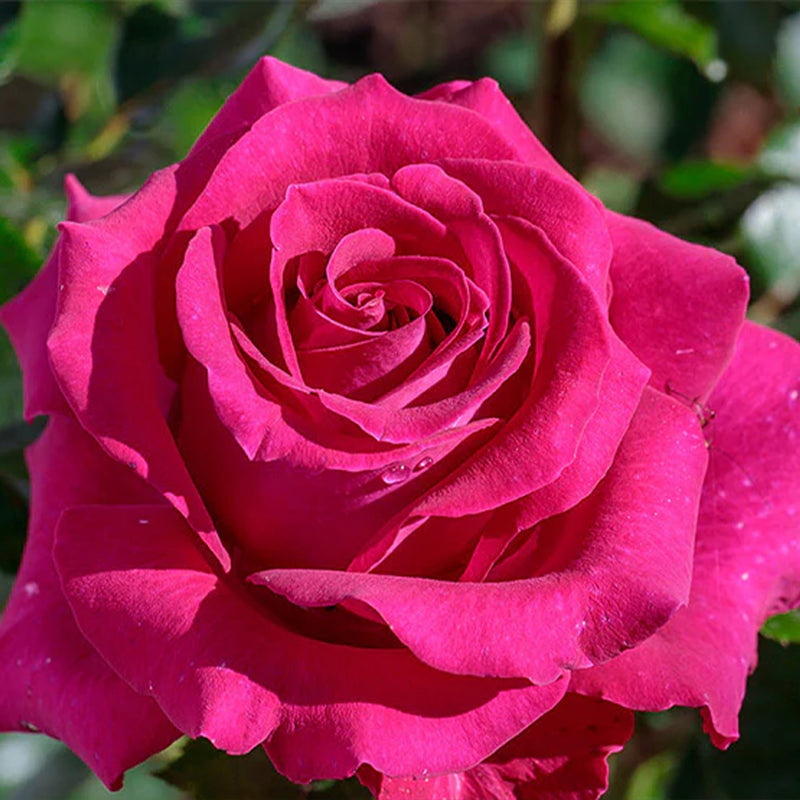 Stiletto Hybrid Tea Rose