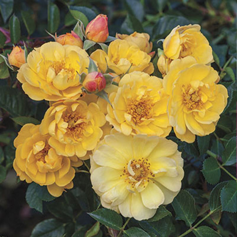 Sunshine Happy Trails™ Shrub Rose