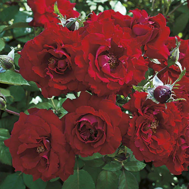 Oh My!™ Floribunda 36" Tree Rose