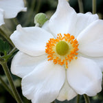 Honorine Jobert Anemone