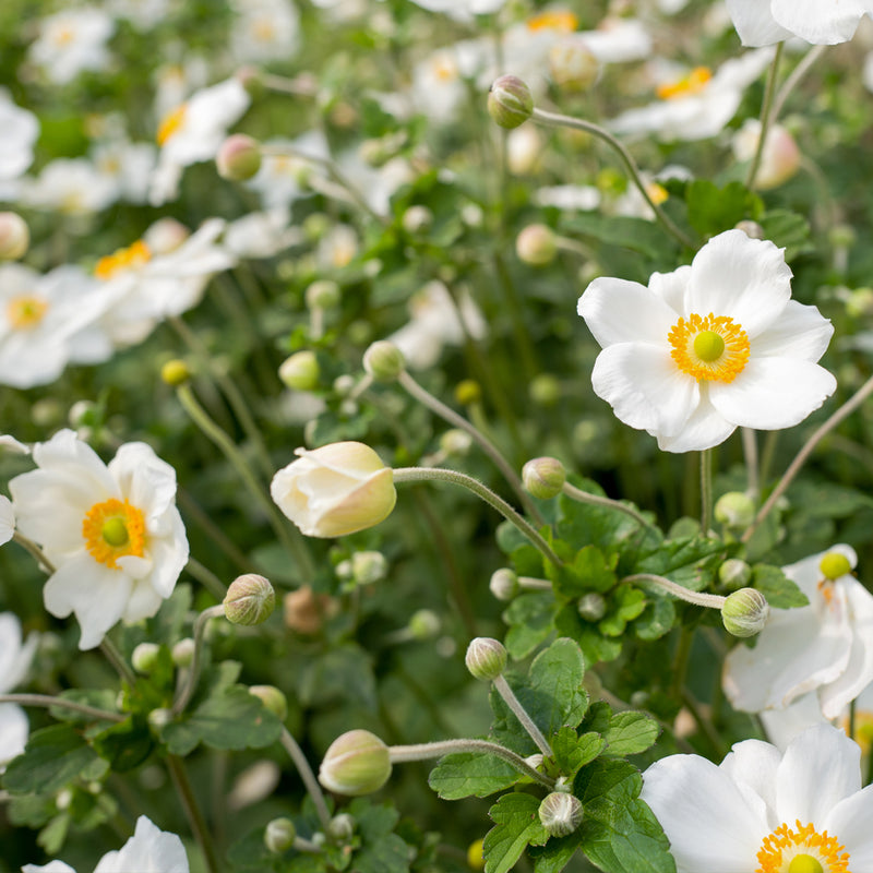 Honorine Jobert Anemone