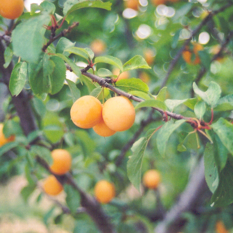 Goldcot Apricot