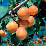 Goldcot Apricot