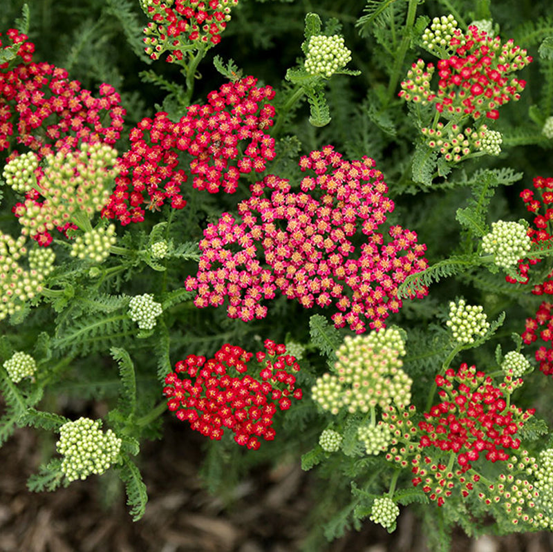 New Vintage Red Yarrow