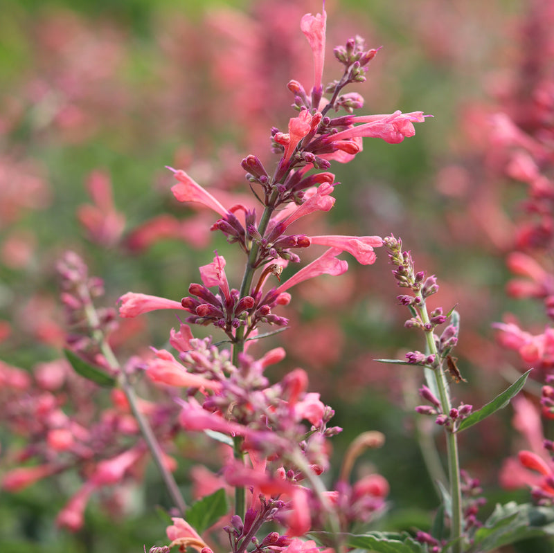 Kudos Coral Hummingbird Mint