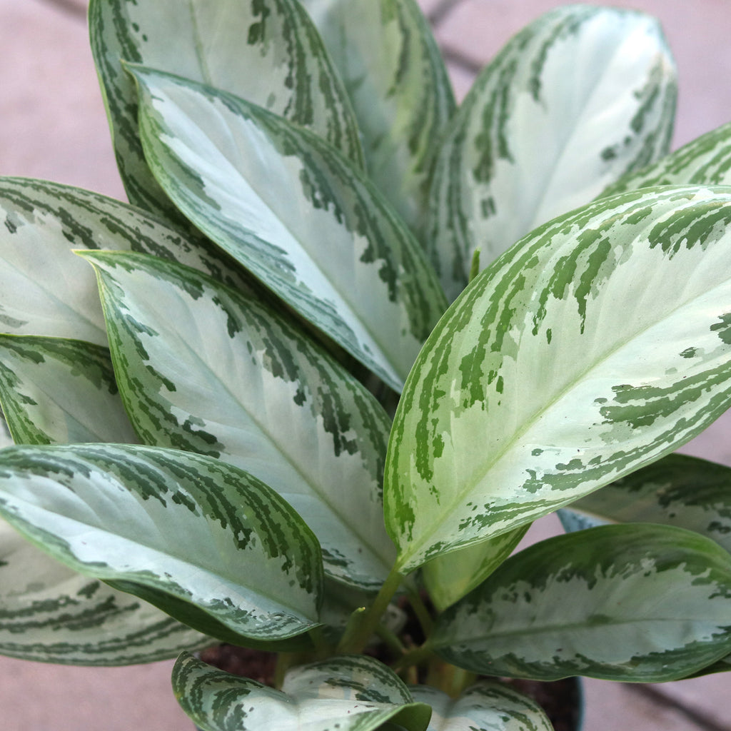 'Silver Bay' Chinese Evergreen