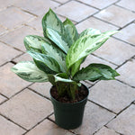 'Silver Bay' Chinese Evergreen