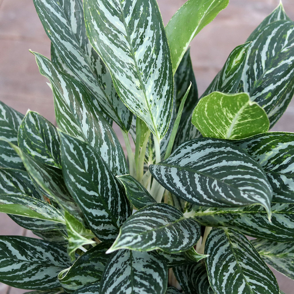 'Gold Madonna' Chinese Evergreen