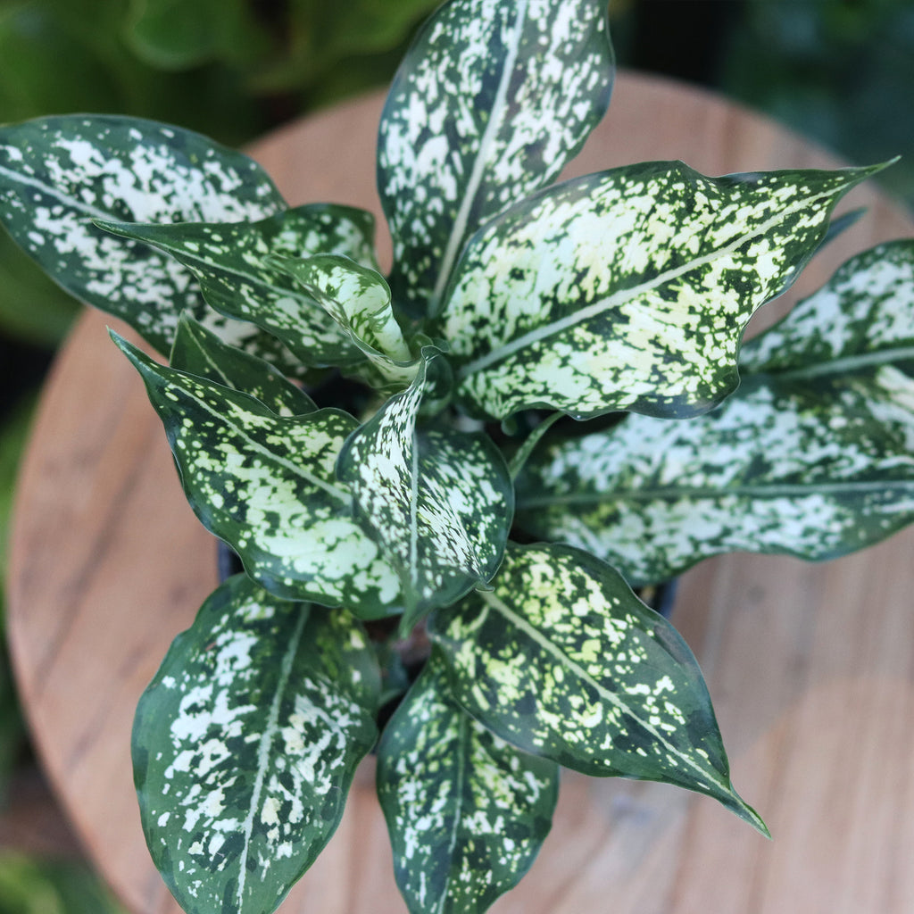 'Spring Snow' Chinese Evergreen