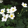 Honorine Jobert Anemone