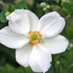 Honorine Jobert Anemone