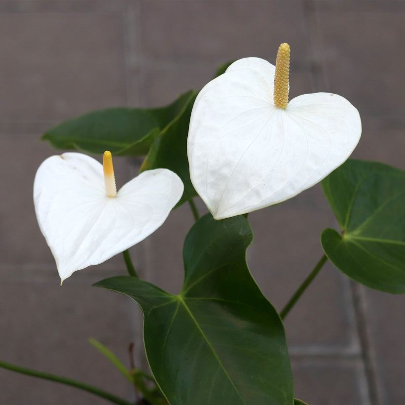 anthurium white flamingo flower Flamingo Flower – Ray Wiegand's Nursery & Garden Center