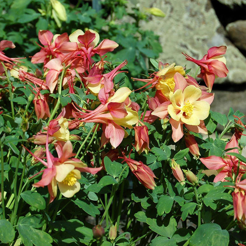 Swan Pink and Yellow Columbine