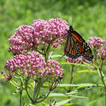 Swamp Milkweed