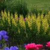 Lemon Meringue False Indigo