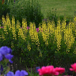 Lemon Meringue False Indigo